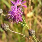 Schönheit am Wegesrand