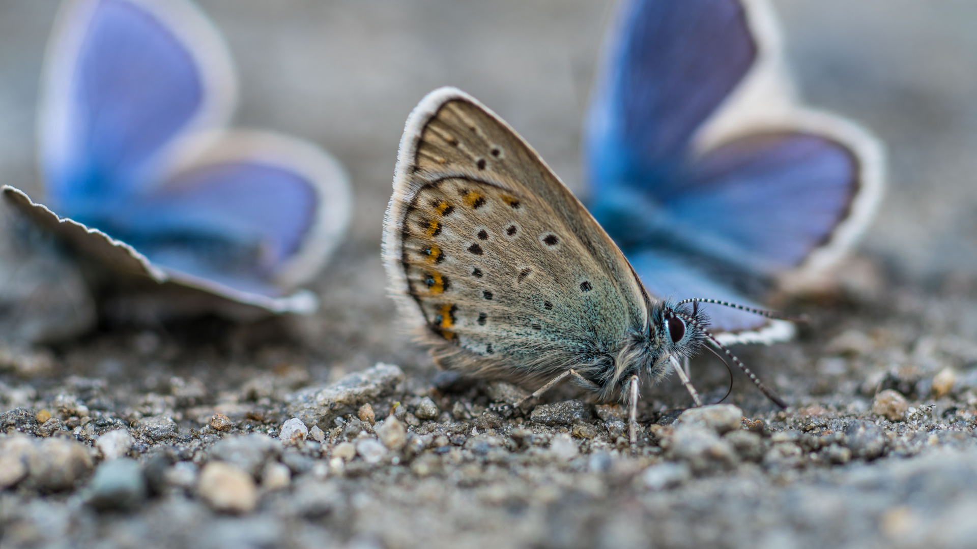 Schönheit am Wegesrand