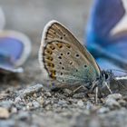 Schönheit am Wegesrand