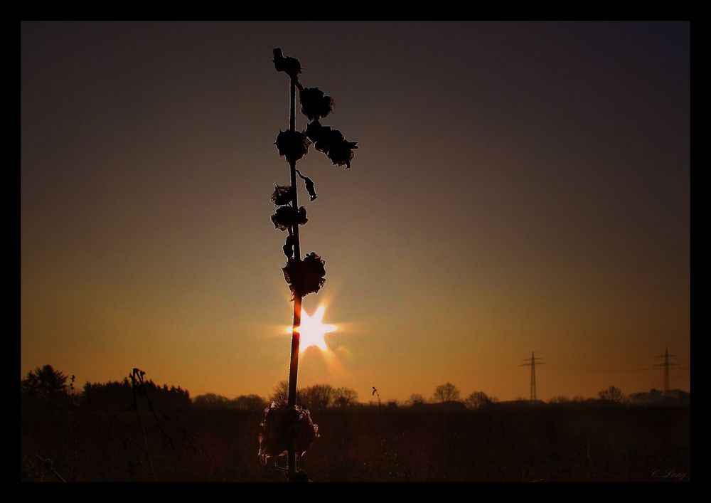 Schönheit am Wegesrand