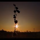 Schönheit am Wegesrand