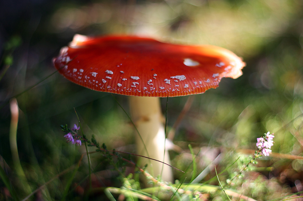 Schönheit am Wegesrand