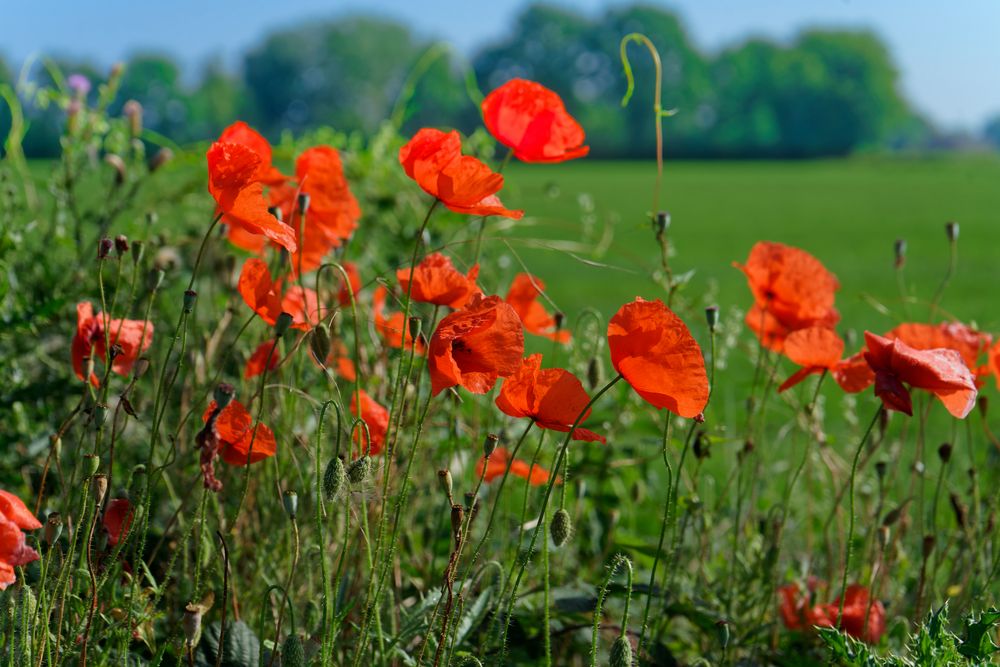 Schönheit am Wegesrand