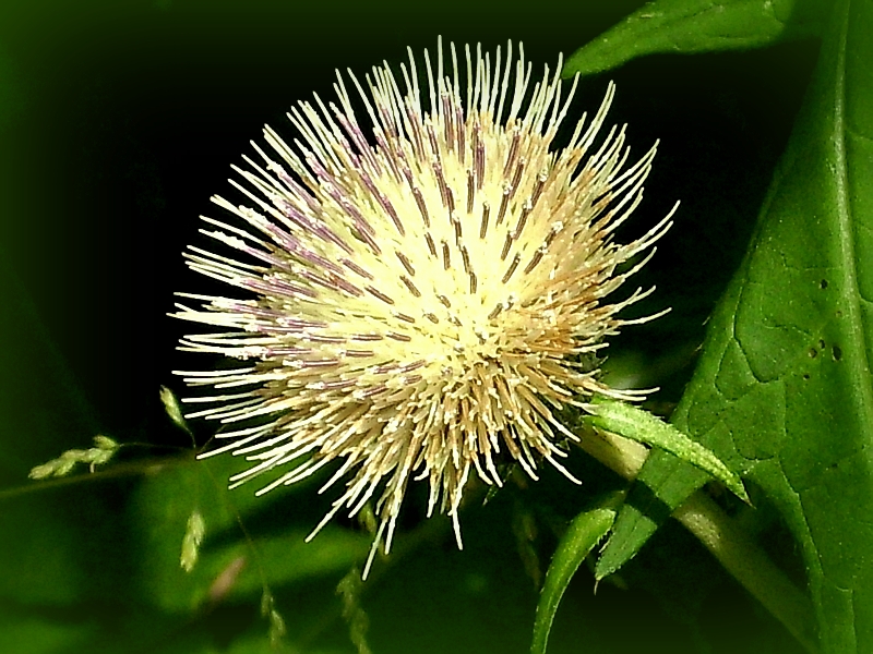 Schönheit am Wegesrand