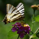 Schönheit am Wegesrand 