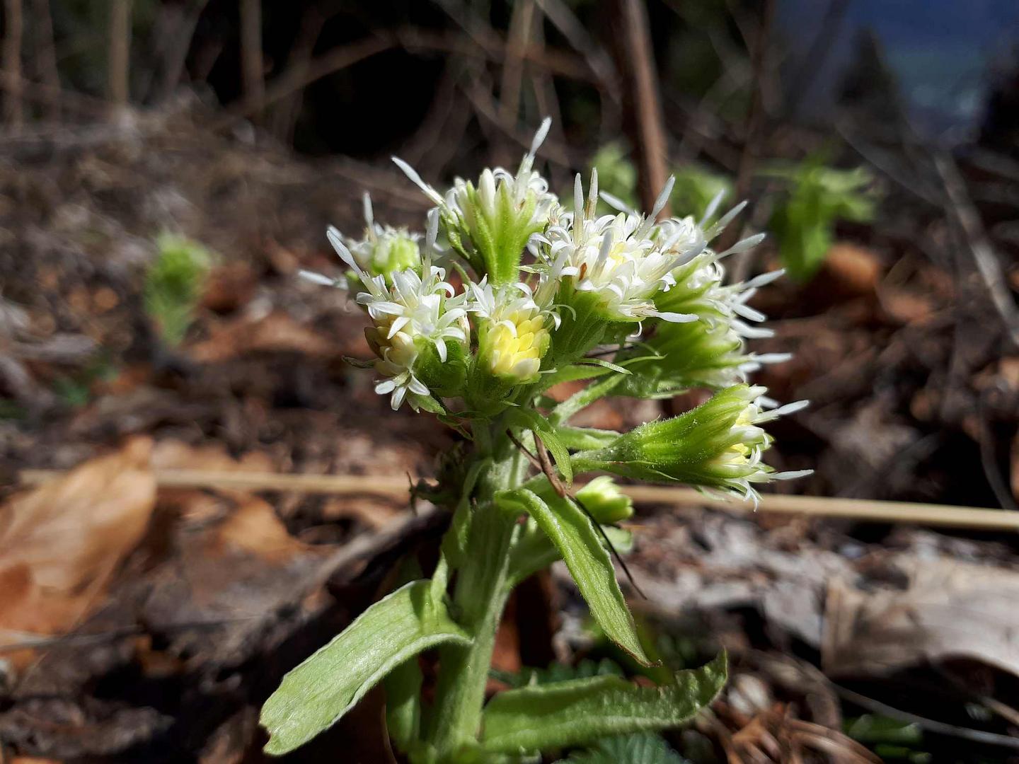 Schönheit am Wegesrand - Petasites albus/Weiße Pestwurz