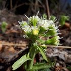 Schönheit am Wegesrand - Petasites albus/Weiße Pestwurz