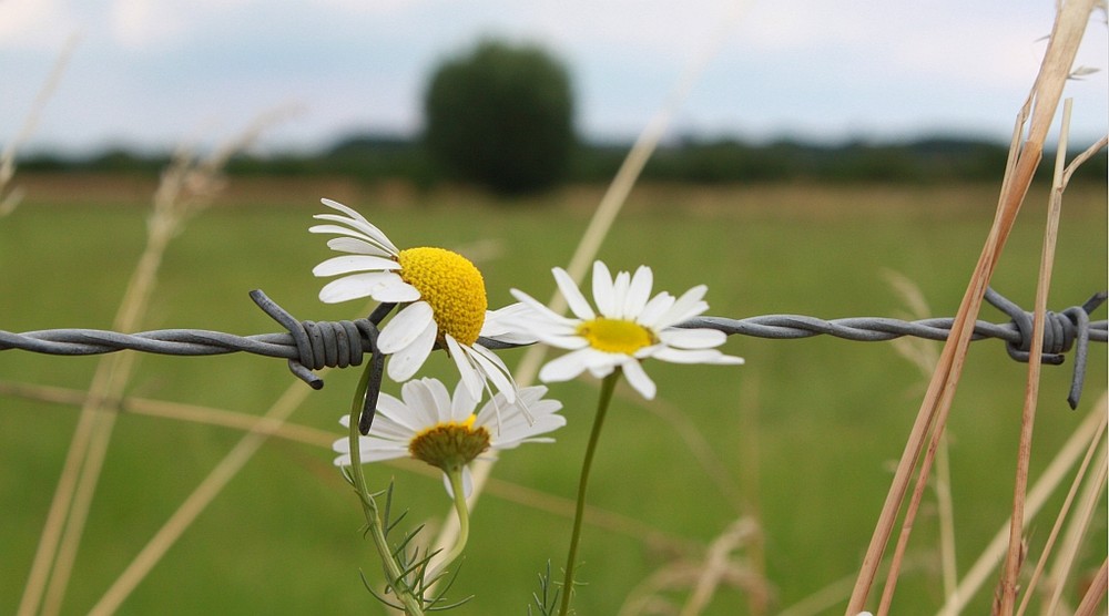 Schönheit am Zaun