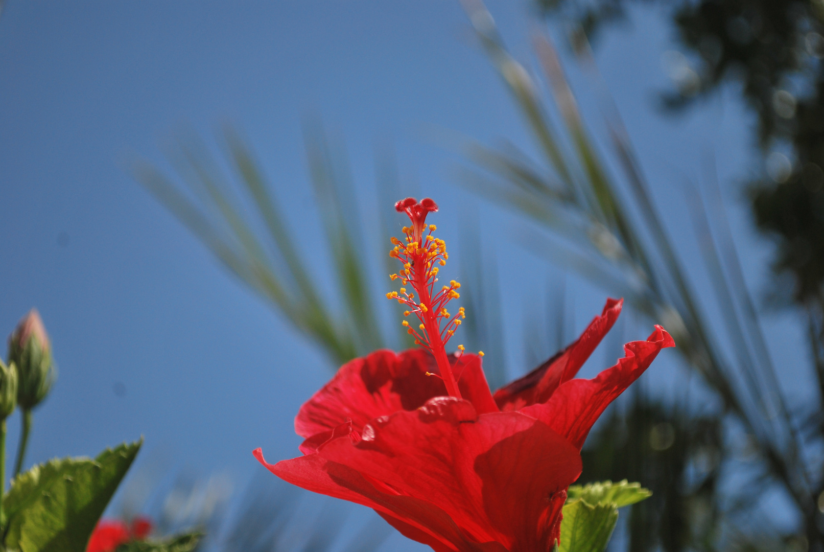 Schönheit an der Gartenmauer