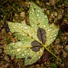 Schönheit auch bei Regen...