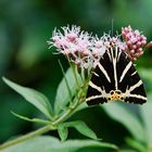 Schönheit auf Blüte