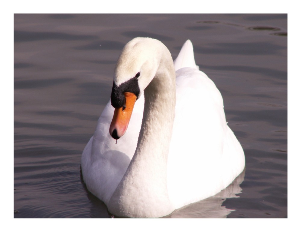 Schönheit auf dem See