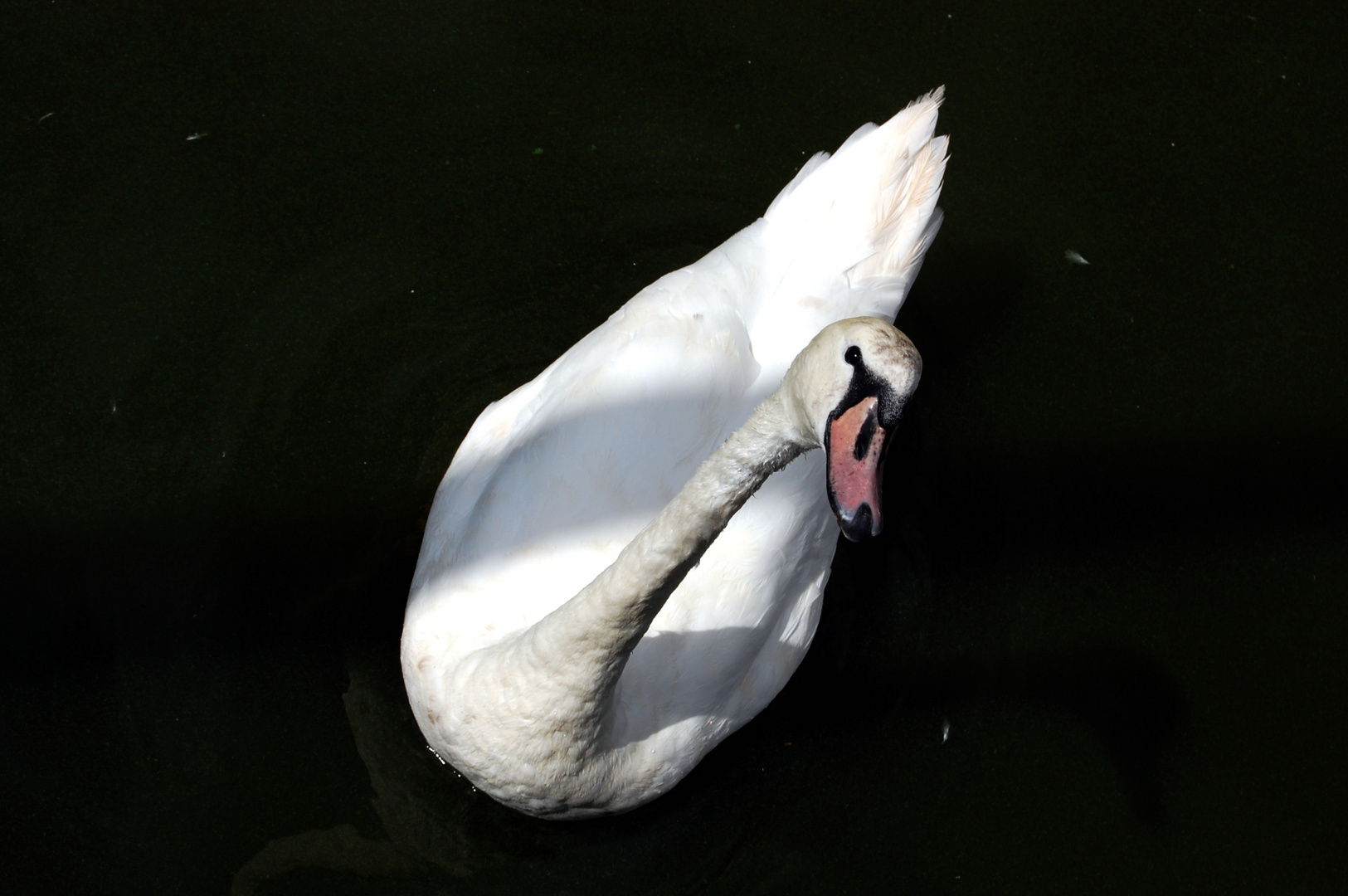 Schönheit auf dem Wasser