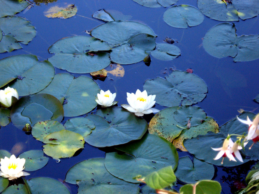 Schönheit auf dem Wasser