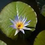 Schönheit auf dem Wasser