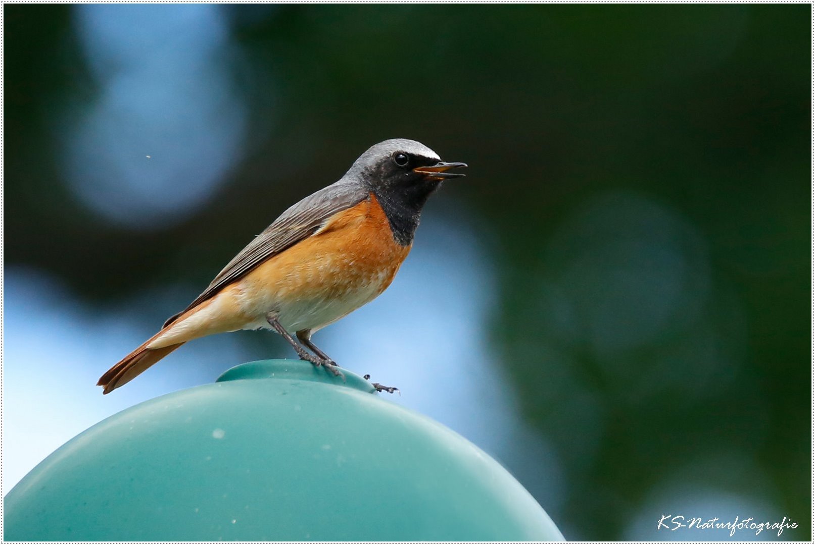 Schönheit auf der Laterne ... beauty on the lantern