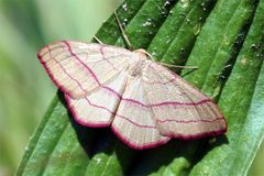 Schönheit auf der Wiese, Rotbandspanner - Rhodostrophia vibicaria