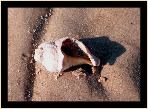 Schönheit aus dem Meer