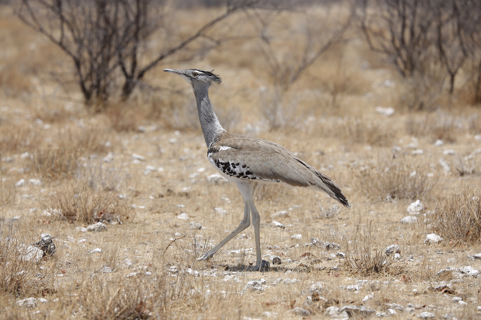 Schönheit aus Namibia