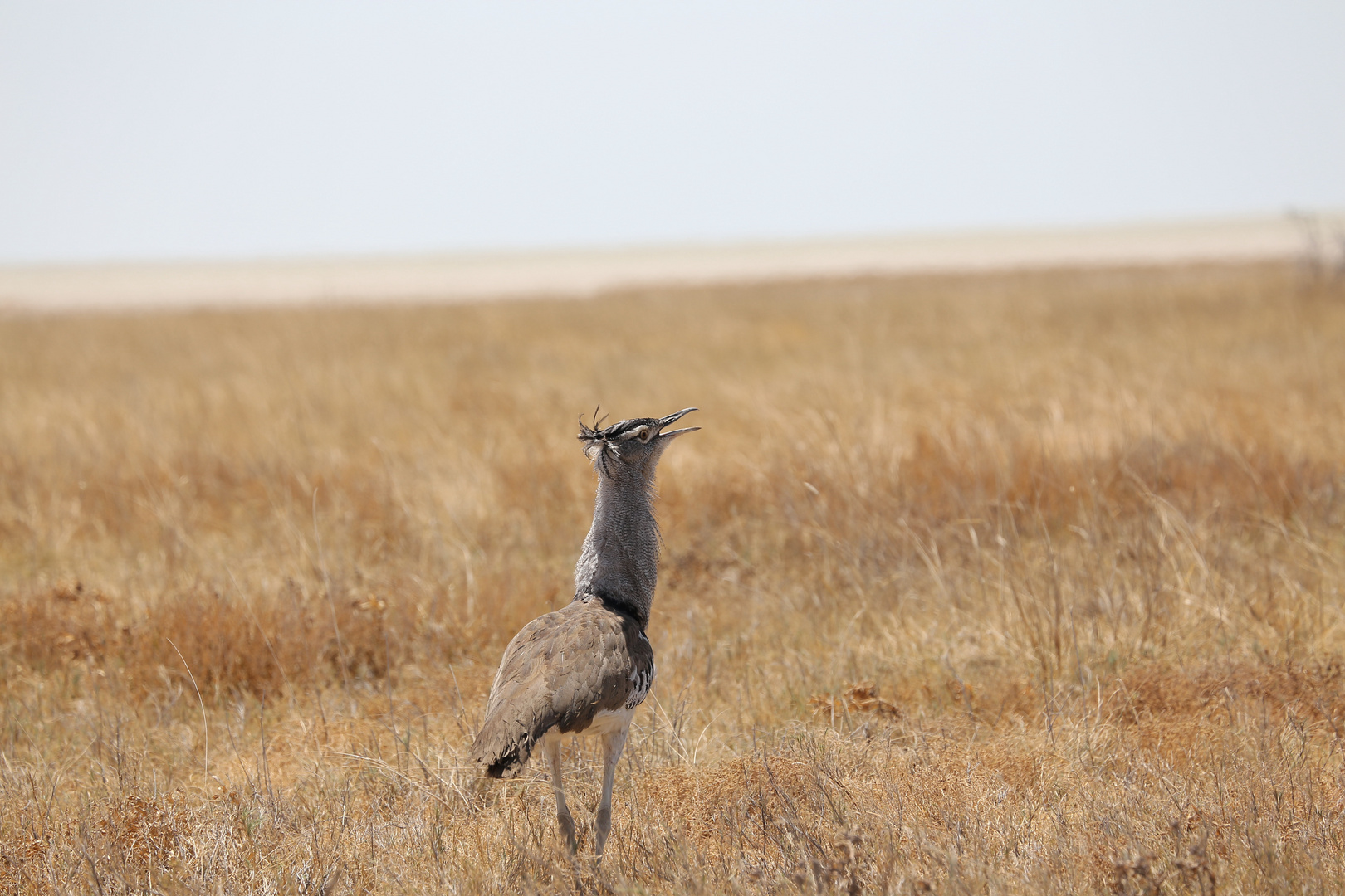 Schönheit aus Namibia