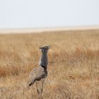 Schönheit aus Namibia