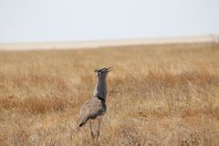 Schönheit aus Namibia