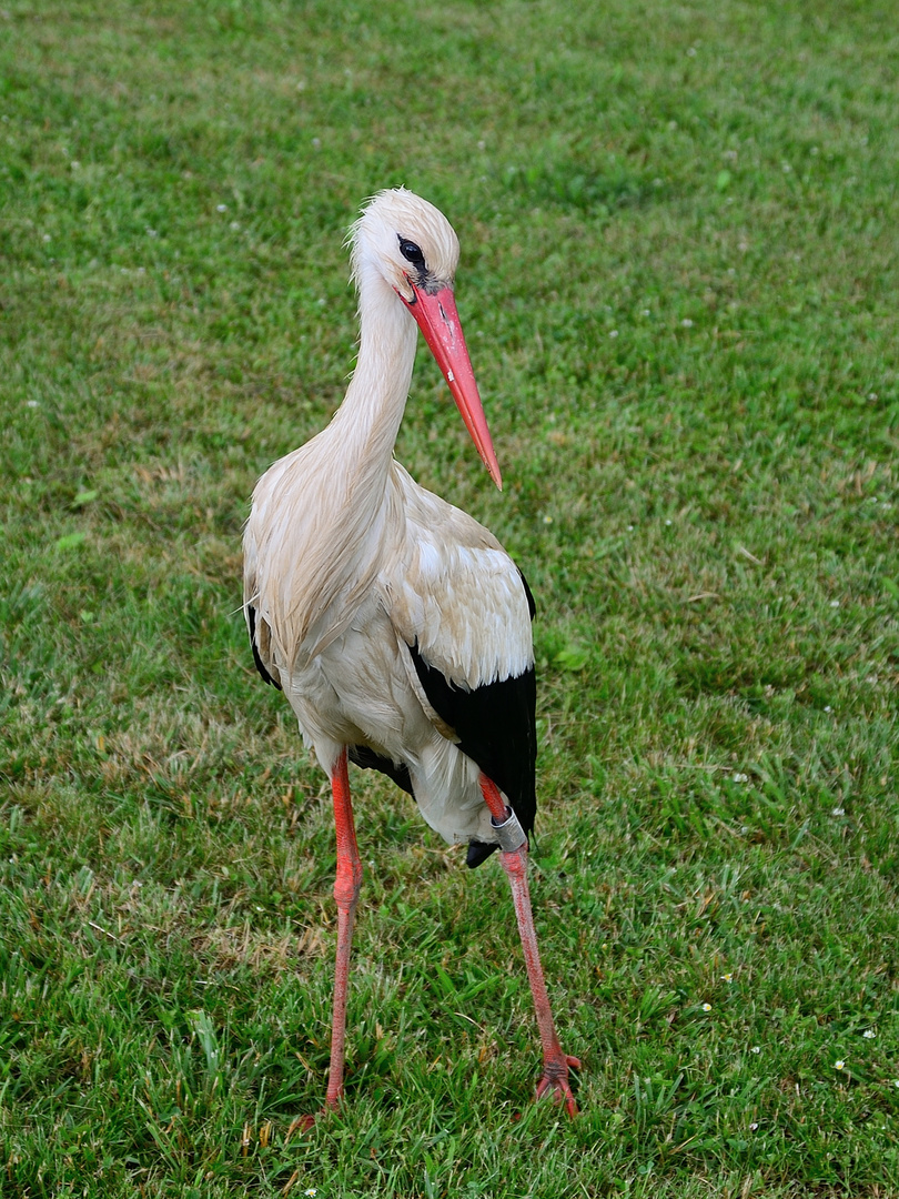 Schönheit, Beauty, belleza