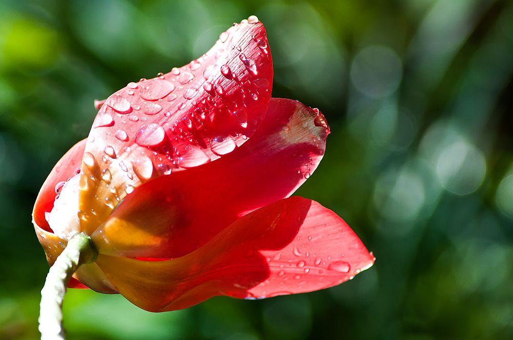 Schönheit braucht Sonne und Wasser von Viola Riesner