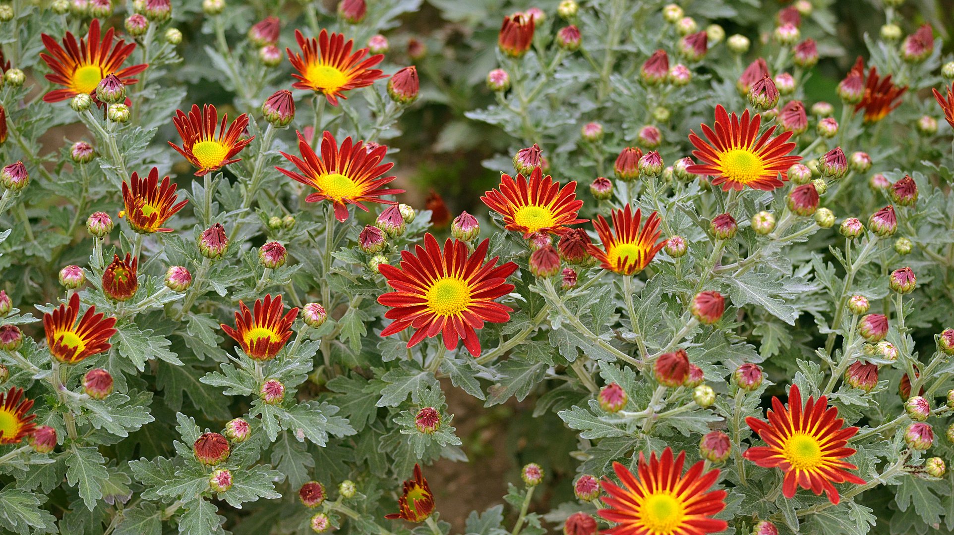 Schönheit Chrysanthemen