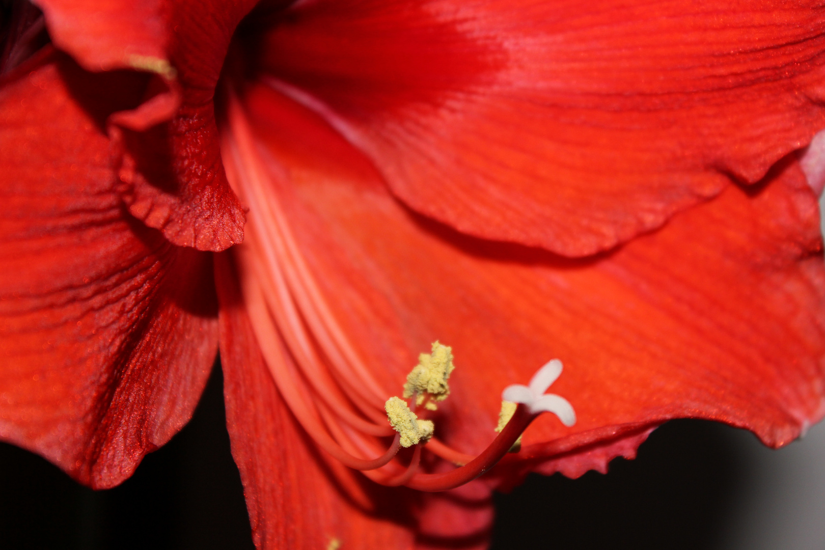 Schönheit der Amaryllis