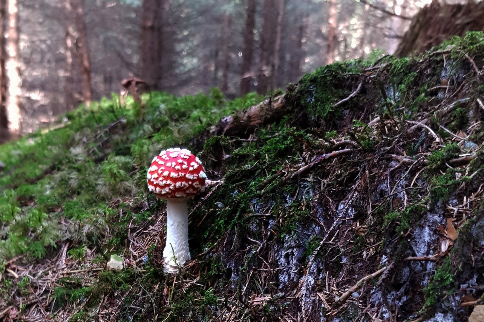 Schönheit der Fliegenpilze