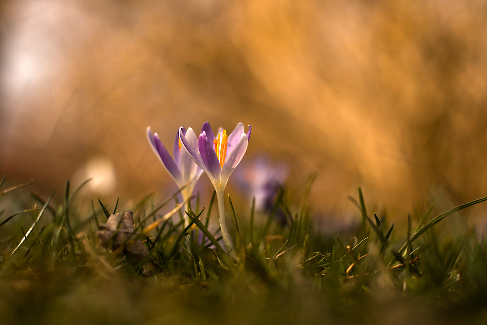 Schönheit der Frühblüher