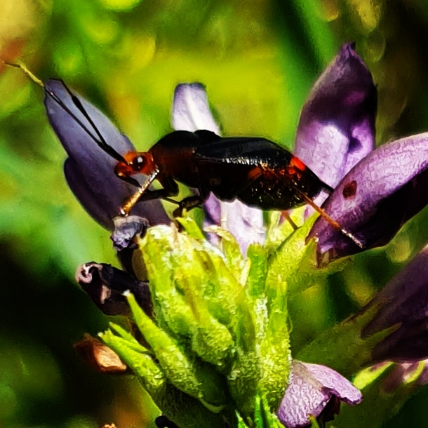 Schönheit der Insekten 1