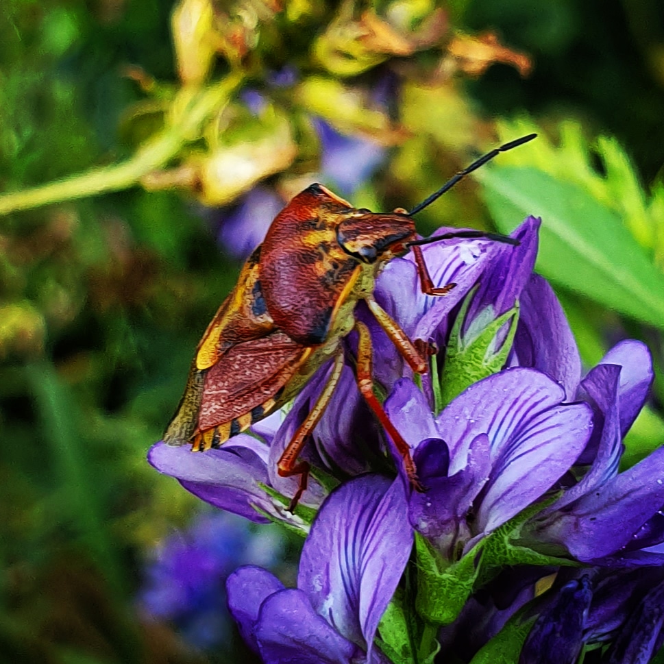 Schönheit der Insekten 3