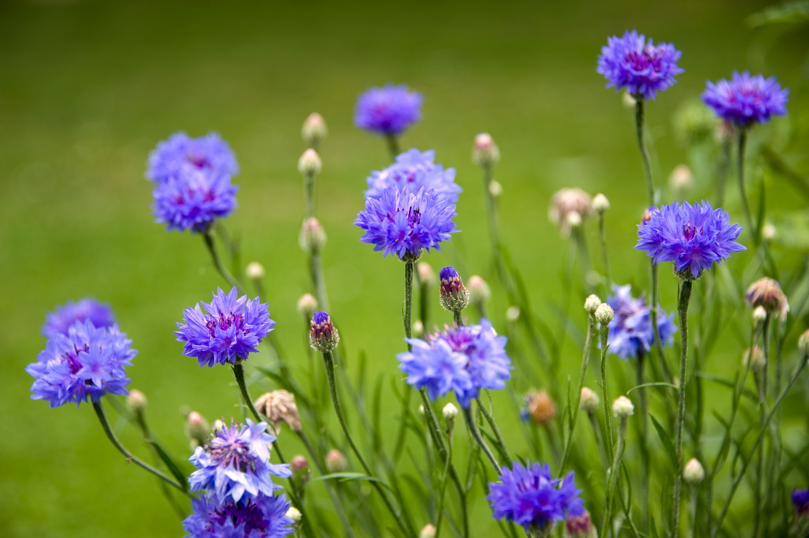 Schönheit der Kornblume