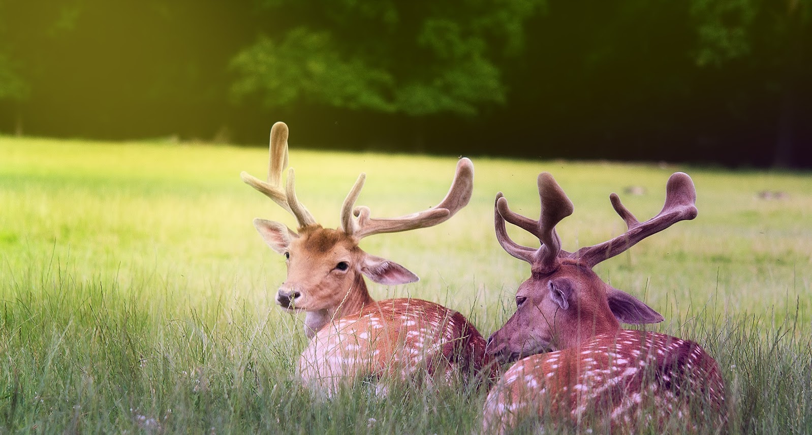 Schönheit der Natur