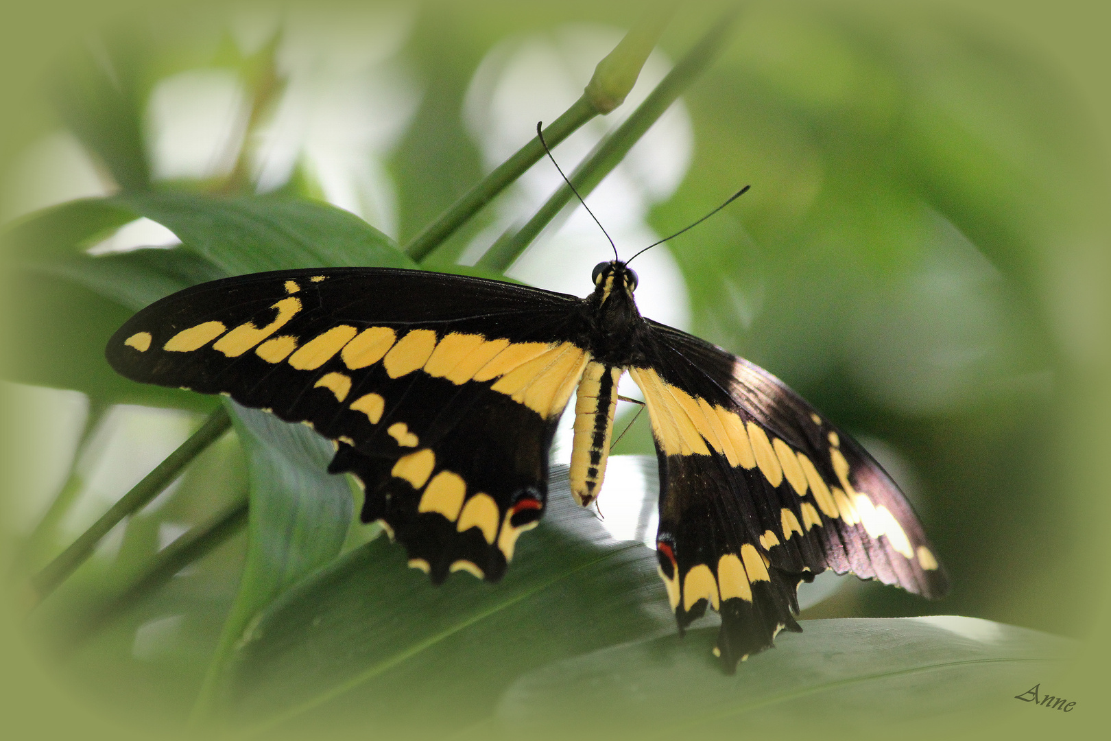 Schönheit der Natur