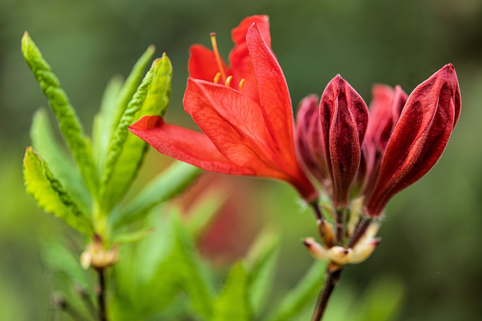 Schönheit der Natur