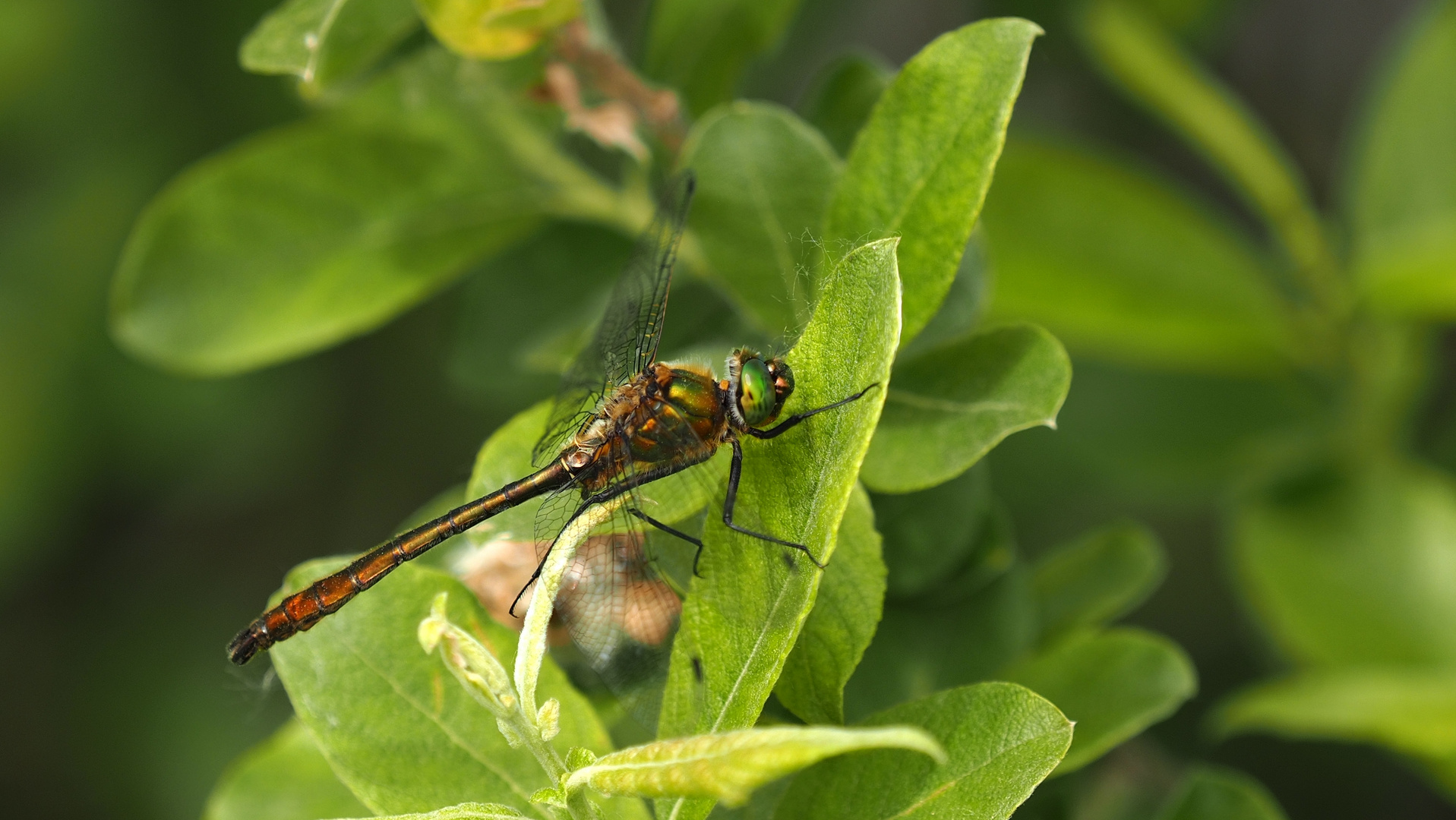 Schönheit der Natur