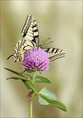 Schönheit der Natur