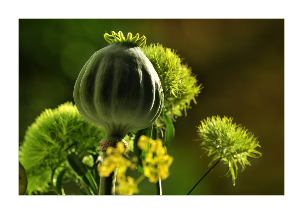 Schönheit der Natur