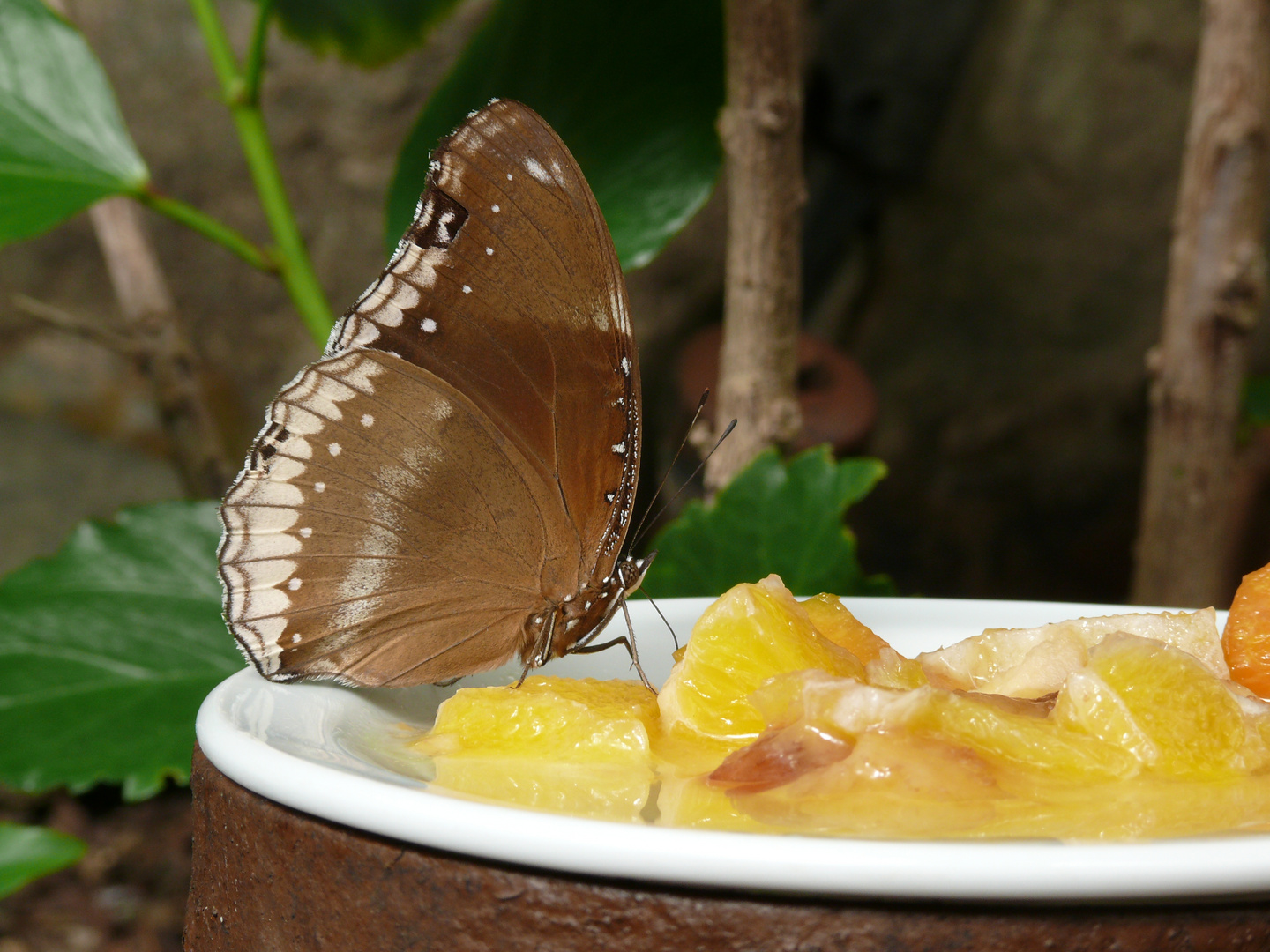 Schönheit der Natur