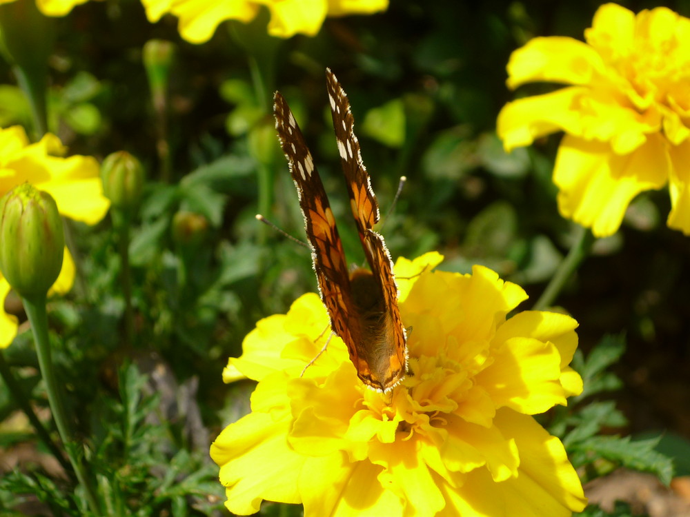 Schönheit der Natur 3