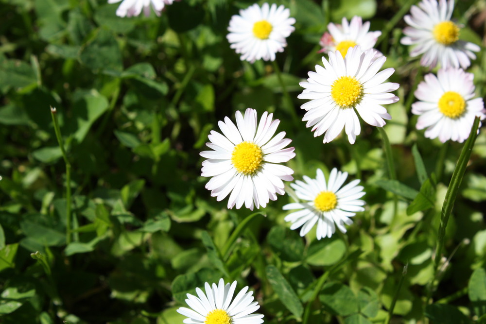 Schönheit der Natur