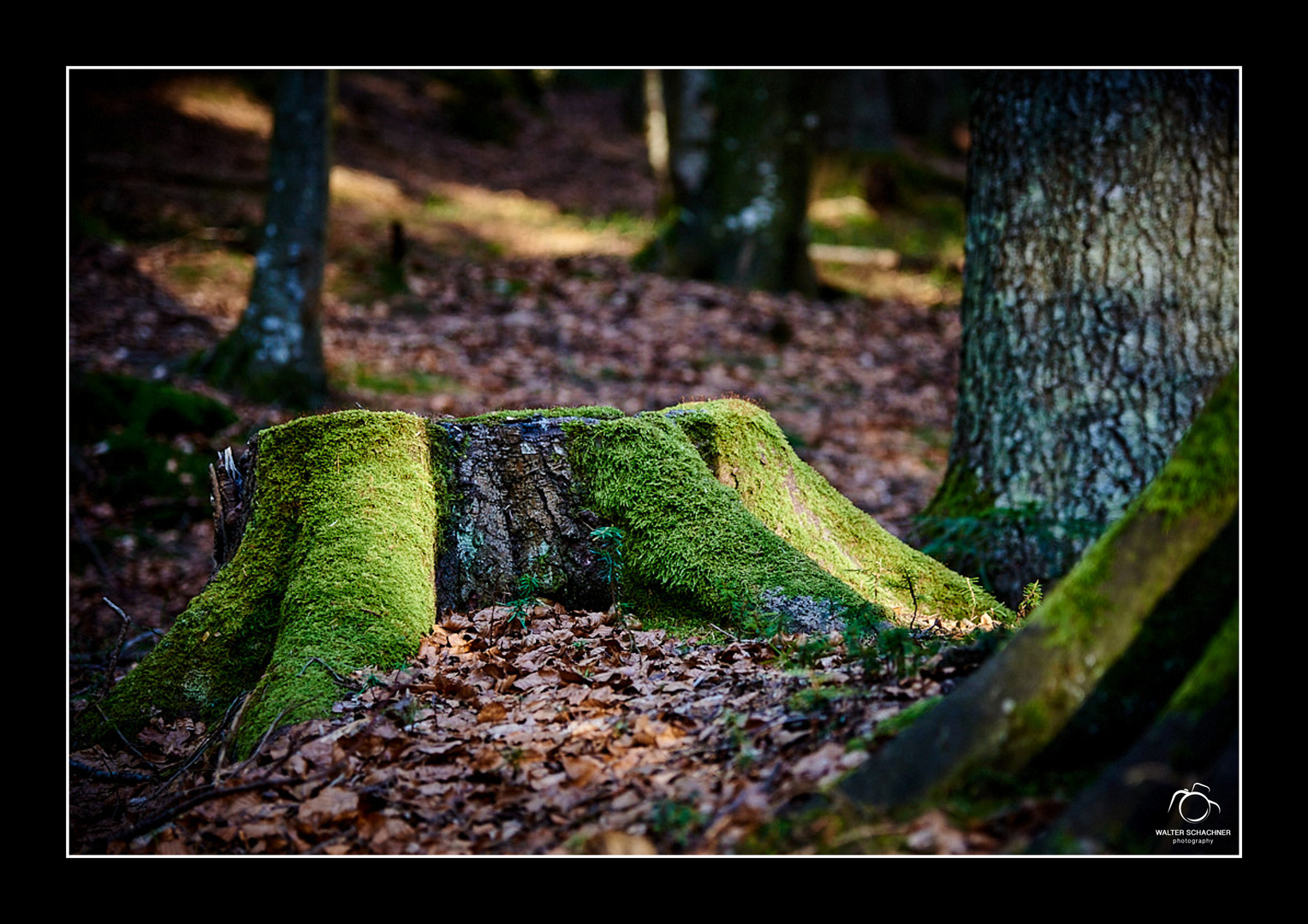 Schönheit der Natur