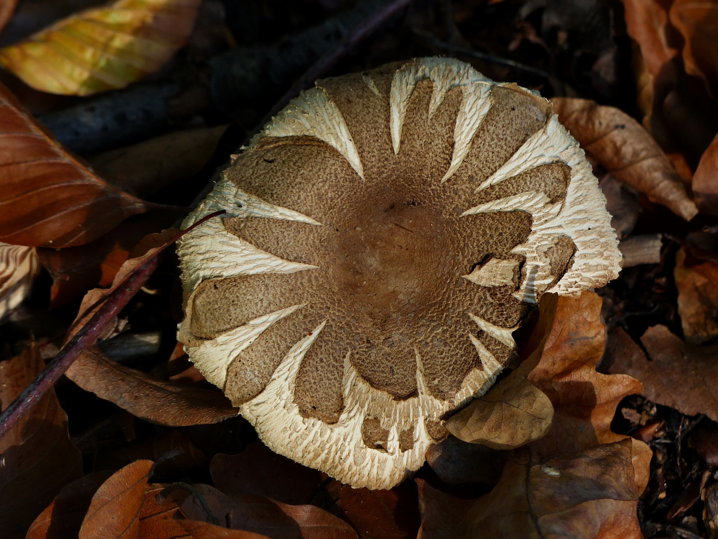 Schönheit der Natur