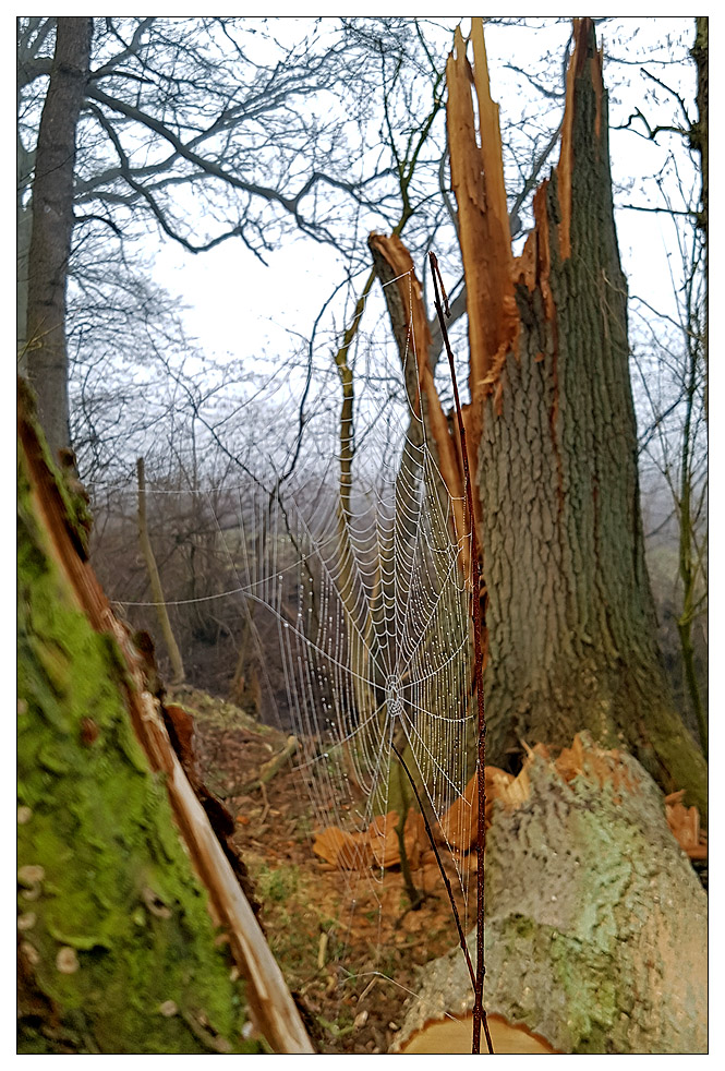 Schönheit der Natur