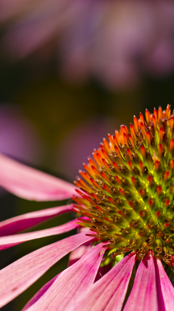 Schönheit der Natur