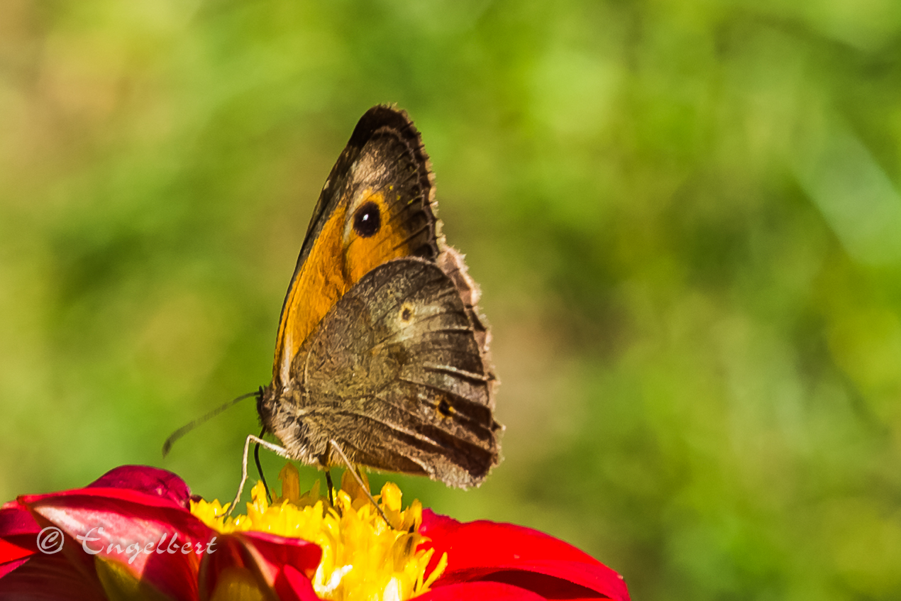 Schönheit der Natur