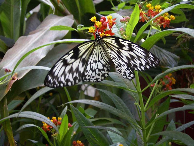 Schönheit der Natur